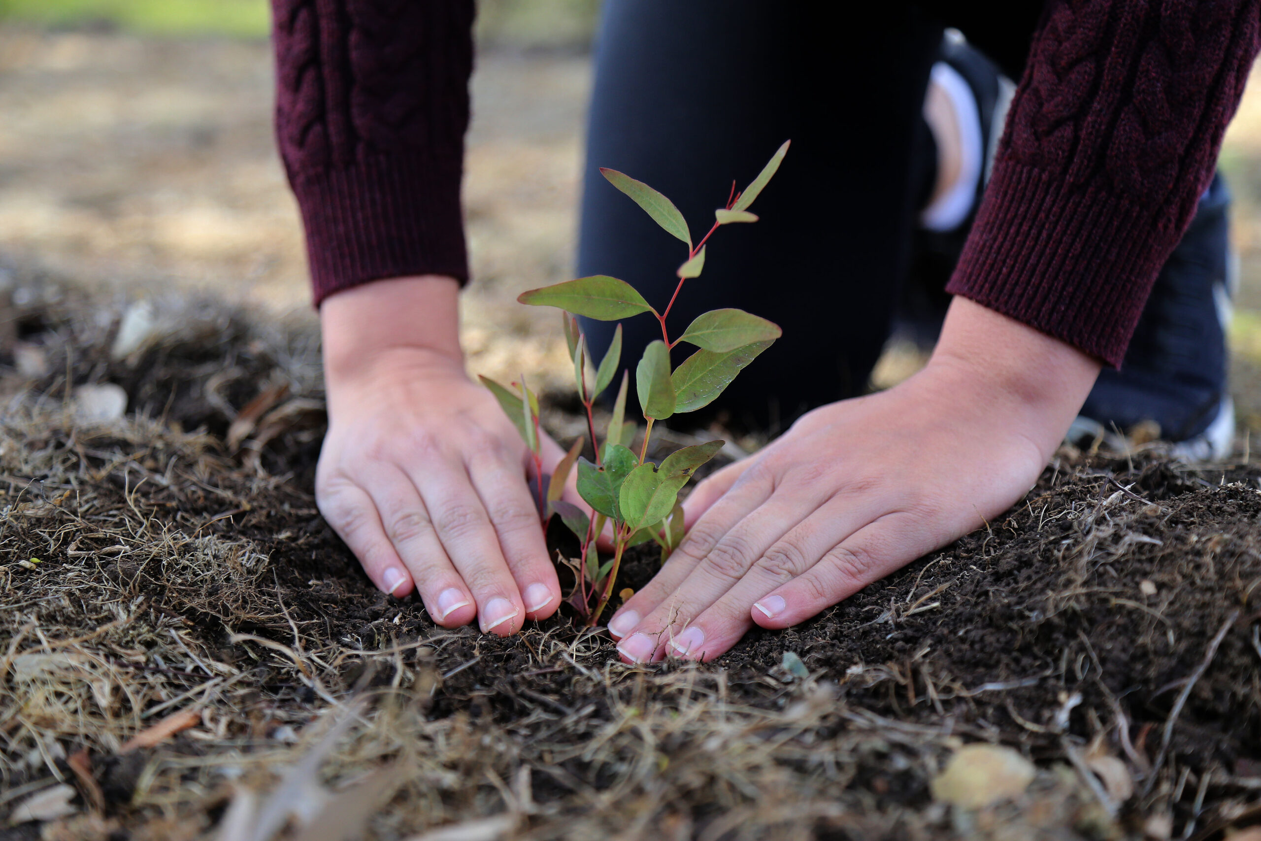 PlantingSeedlings